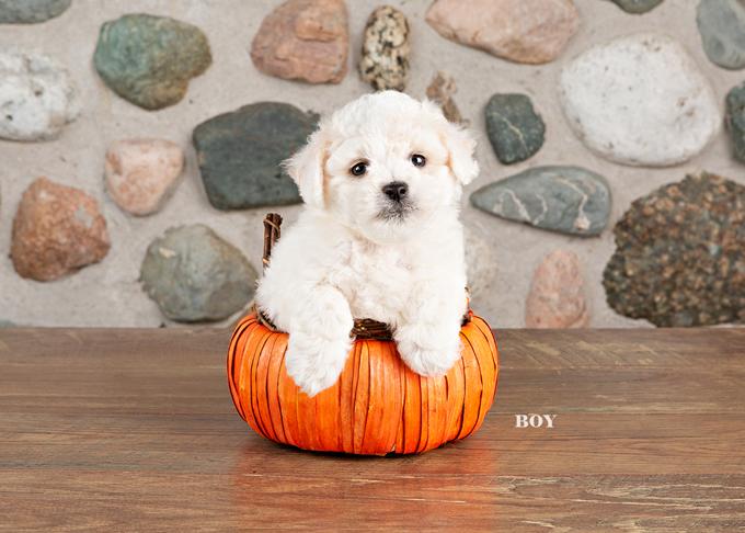 Bichon Poodle