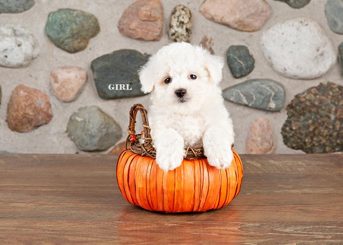 Bichon Poodle
