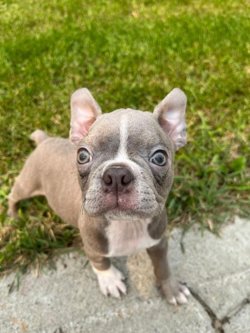 Boston terrier