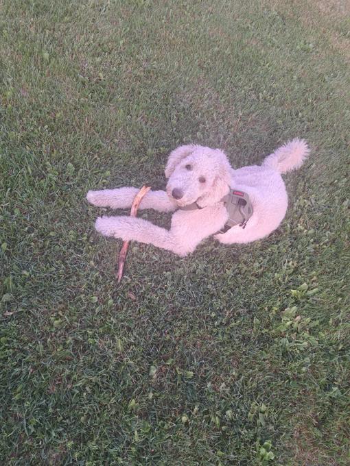 Standard poodle