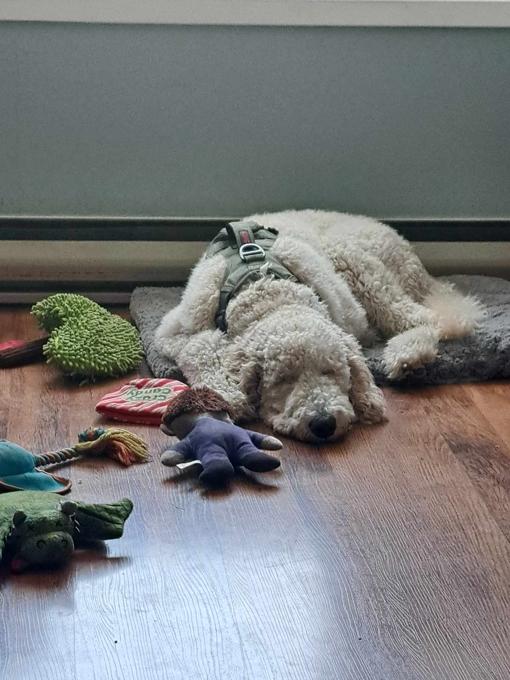 Standard poodle
