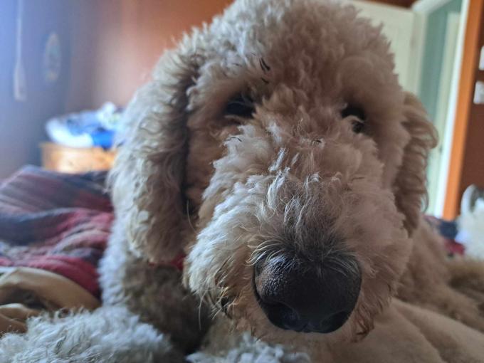Standard poodle