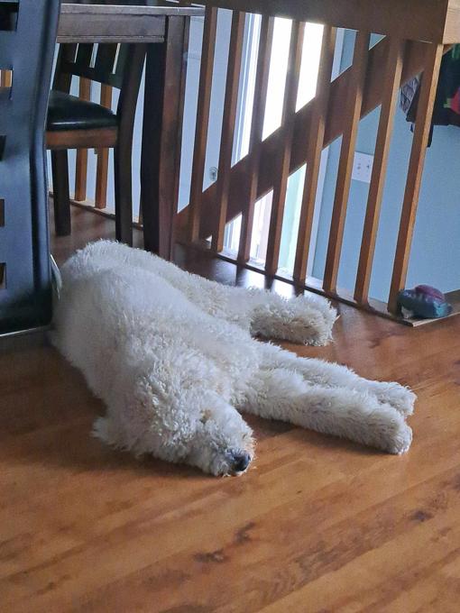 Standard poodle