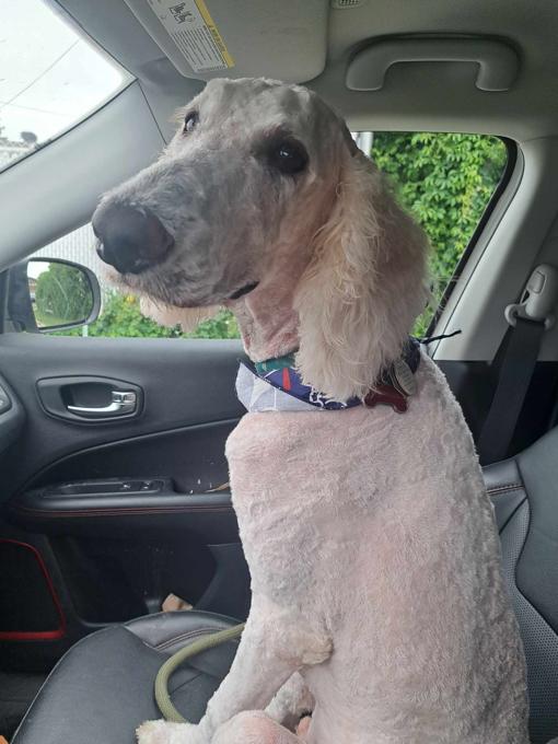 Standard poodle