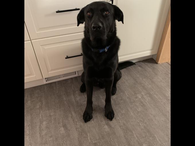 Mix shepherd lab retriever