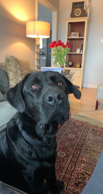 Mix shepherd lab retriever