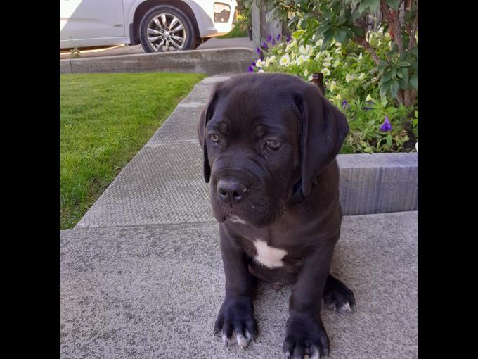 Cane Corso