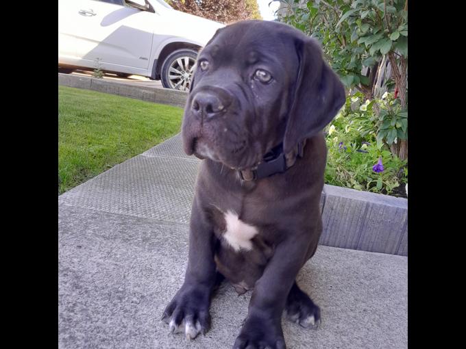 Cane Corso