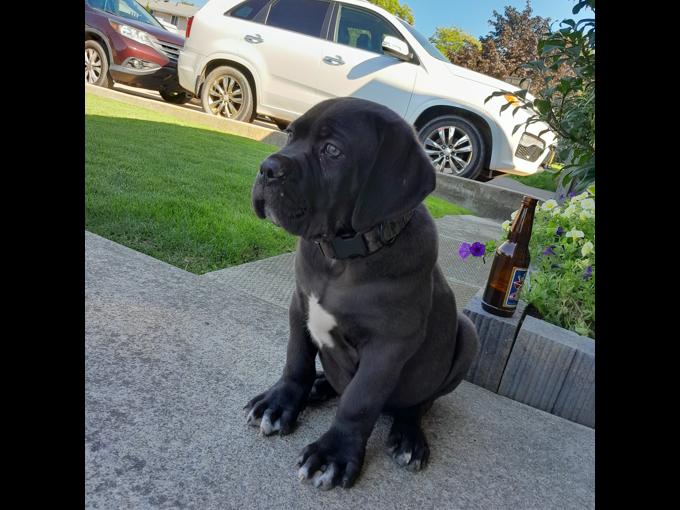 Cane Corso