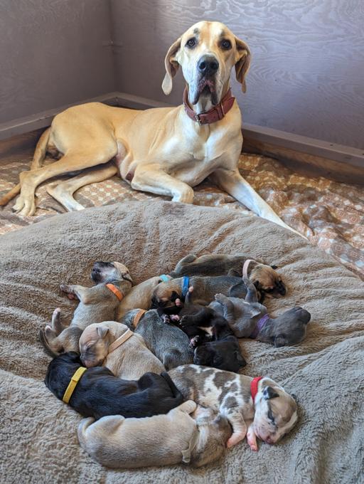 Great Dane