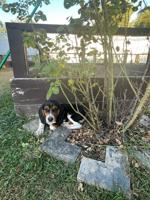 Beagle