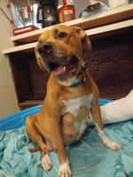 American bulldog
