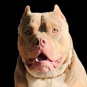 American bully