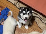 Husky / Akbash