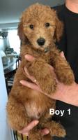Labradoodle
