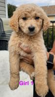 Golden Doodles