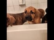 Presa canario