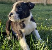 Rottweiler x American Bully