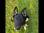 German shepard border collies