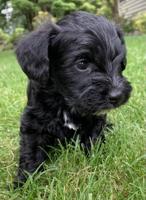Schnoodle