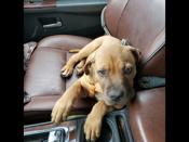 south african boerboel
