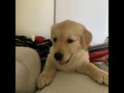 Golden retriever
