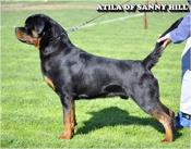 Rottweiler