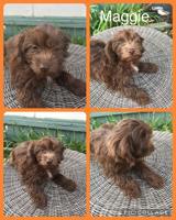Pomapoo