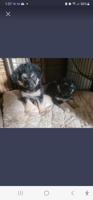 Shepard rotti mix
