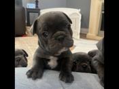 French bulldog