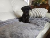 Min schnauzer/havanese