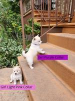 Shiba Inu