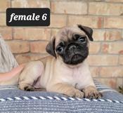 Pug
