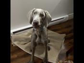 Weimaraner