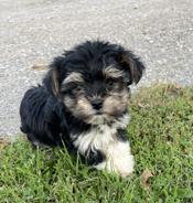 Morkie