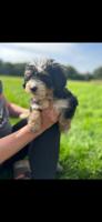 King bernedoodles (kbd)minature bernedoodle x caviler King Charles.