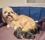Yorky X Bichon Maltese