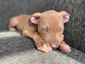 American Bully