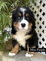 Bernese Mountain