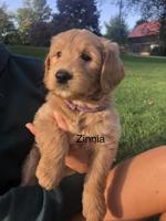 Goldendoodle