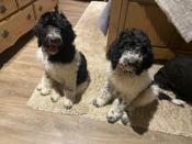 English Mastiff/Standard Poodle