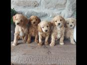 Cockapoo