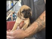 Puggle