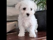 Bichon Frise