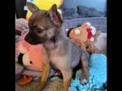 Chihuahua