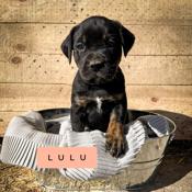 Lab . Boxer . Coonhound