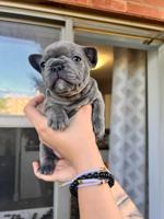French bulldog