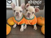 French bulldog