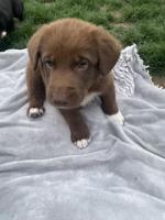 German Shepherd/Pyrnees