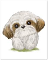 Shih tzu mix
